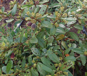 500克新鲜岗稔根金桃娘根叶果山稔子根当梨根刀莲头哆唉头纯根