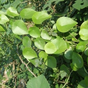 新鲜粪箕笃 田鸡草畚箕草飞天雷公犁壁藤新鲜中草药1斤