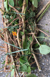 五色花中草药材宝宝洗澡马缨丹臭草五色梅皮肤新鲜现采1斤