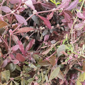 新鲜红田乌红莲子草田边草护心草红节节草红棕草五色草整棵250克