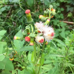 9011人付款淘宝新鲜野茼蒿中草药野塘蒿革命菜野菜尿路