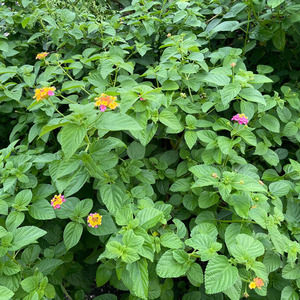 马缨丹新鲜五色花梅中草药材臭草花娘皮肤湿止痒宝宝洗澡现采晒干