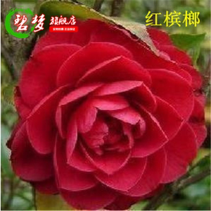 【红槟榔茶花苗】精品茶花花苗 山茶花花卉 四季种植绿植盆栽