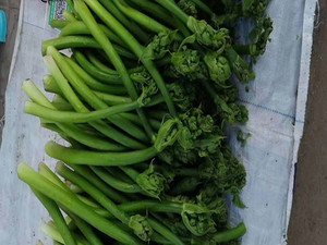 江西驿前泽泻杆蔬菜新鲜青菜泽泻菜农家泽泻梗500克驿前姚西莲子