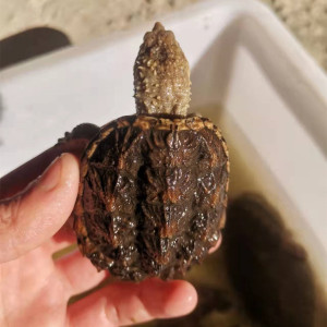 鳄龟纯佛爆刺王杂佛鳄鱼龟苗宠物小鳄佛罗里达乌龟活物小鳄龟