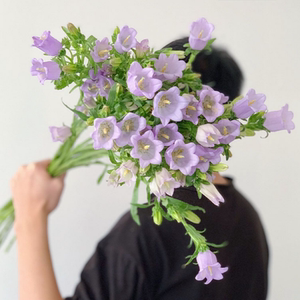 新鲜风铃花铃铛花风铃草鲜切水养鲜花昆明基地直发家庭室内插花