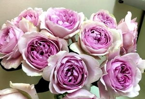 伊芙草莓树 浓香月季花苗四季花卉扦插小苗(单杆苗小介意慎拍)