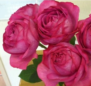 伊芙新品 伊芙日出 切包大花抗病性好四季勤花