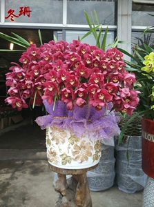 植物客厅十堰办公桌盆栽兰花蕙兰鲜花 佛山高州化州乌鲁木齐务