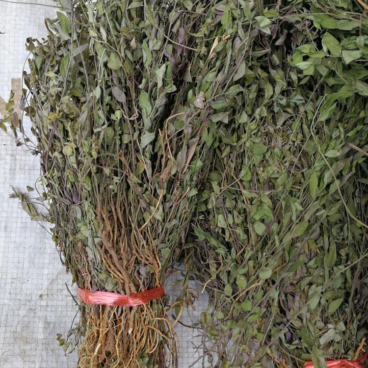 正品野生瓜子金中草药来马回勒马回辰砂草惊风草50克