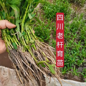 藤空心菜苗