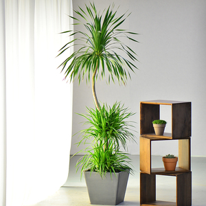 龙血树 简约北欧风ins风室内网红大型植物盆栽 净化空气造型绿植