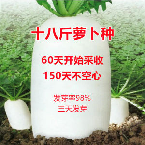 十八斤特大萝卜种子四季高产春不老蔬菜种籽耐热秋季播种不空心