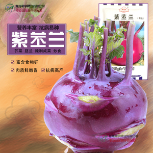 紫色芥菜疙瘩图片图片