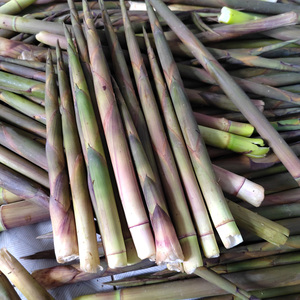 浙江新鲜野生小竹笋深山现拔野生小野笋子带壳春笋小野笋农