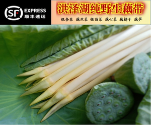 江浙沪包邮顺丰隔天到现采现发洪泽湖湿地新鲜藕带藕尖莲藕3斤