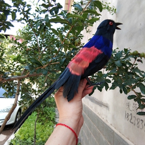 仿真羽毛红毛鸡假媒诱鸟道具园林展示红毛鸡橱窗装饰动物假鸟模型