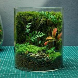 送5只螃蟹苔藓桌面玻璃景观鱼缸办公室造景盆栽植物生态客厅摆件