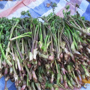 东北山野菜苦力芽种子中草药植物窟窿芽种苗南北方盆栽地栽易活