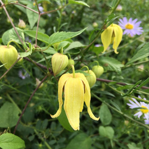 齿叶铁线莲中草药植物种子种苗家庭花卉园艺观赏爬藤黄花铃铛绿植