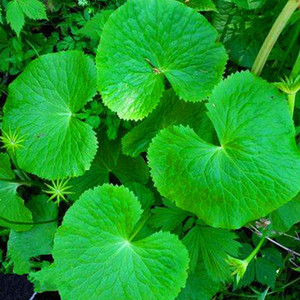 东北马蹄叶马蹄草山野菜驴蹄草中草药植物北槖吾种子种苗易活