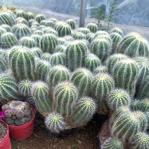 仙人球植物银冠