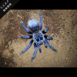 蜘蛛爬爬 巴西大蓝蛛 3-4厘米大幼体宠物蜘蛛蓝色活体捕鸟蛛