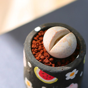 幻玉两年生石花屁股屁屁妖玉pp多肉植物春桃玉属株形大浅粉色