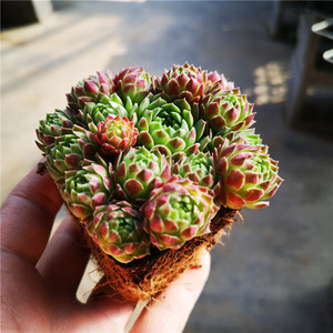 pk长生草--爱德华爆盆西瓜球观音莲红色的草长生草贵货系列植物