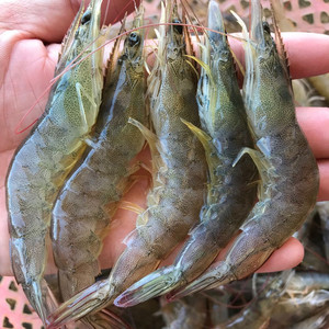 中号基围虾对虾新鲜冷冻整箱10斤装烧烤火锅餐饮食材快餐用料包邮