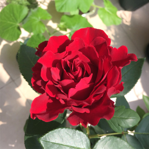 【月季芭芭拉】月季芭芭拉品牌,价格 - 阿里巴巴