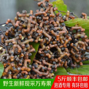 拐枣果新鲜野生鸡爪梨金钩子枳椇子水果万寿果5斤顺丰泡酒材料