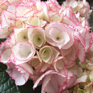 拉贝拉 绣球小苗 满四十包邮