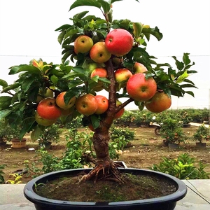 苹果盆景树桩