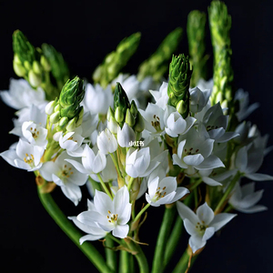圣心百合鲜花云南基地直发家用水养斗南花市插花白色新鲜雀梅切花