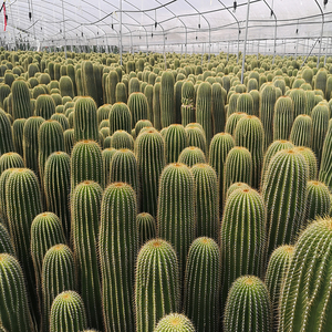 大凤龙仙人柱植物