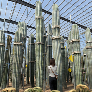 武伦柱巨人柱仙人柱蓝柱仙人柱幸福柱仙人柱巴西铁柱仙人掌类植物