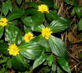 野生中草药材 新鲜四块瓦 大四片瓦 四叶黄 四儿风落地梅重楼排草