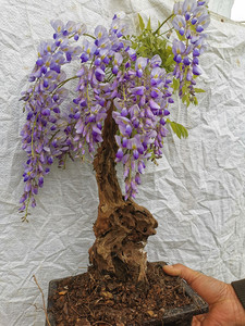中高端大型紫藤花老桩熟桩庭院搭架遮阴植物树桩精品紫藤花卉盆景