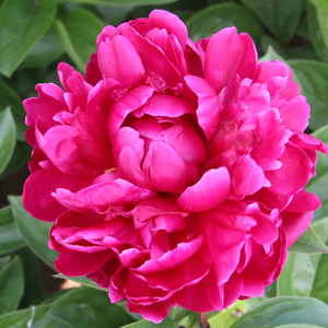 古泽牌山东大芍药大花重瓣芍药花苗进口大花切花品种绿芍药整棵发