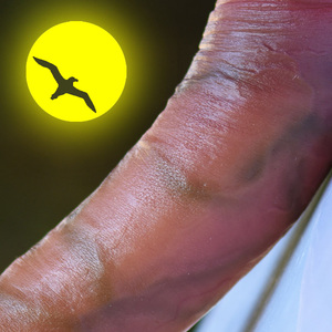 肉王c系列柔软真具情趣用具调情假阳阴茎女用自慰器成人性用品