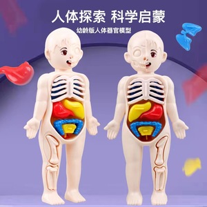 儿童科教人体模型玩具仿真内脏解剖器官结构躯干科学生物医学早教