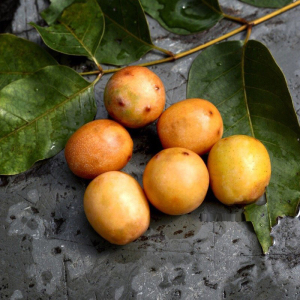 野生酸枣鼻涕果新鲜五眼果现摘现发南酸枣黄酸枣孕妇酸枣酸枣糕