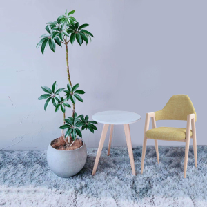 北京同城日本大叶伞保罗室内盆栽观叶植物客厅空气北欧风绿植好养