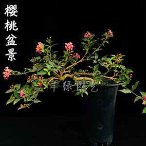 小李樱桃盆景树桩李氏樱桃精品盆栽四季开花结果老桩阳台进口品种