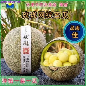 山东头茬网纹蜜瓜鲁厚甜冰淇淋口感香甜可口现摘现发5斤包邮