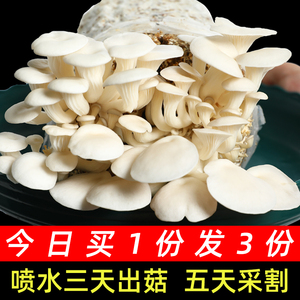 家庭装蘑菇种植包自种菌包可食用菌种家种凤尾菇金针菇平菇种子菌