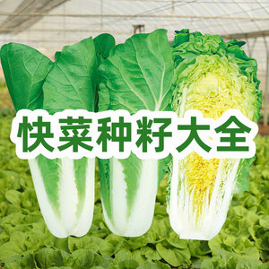 奶油快菜种子四季种籽小白菜蔬菜青菜耐热菜籽孑籽种春季菜种阳台