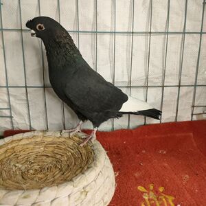 玉翅种公小嘴一只活体信鸽肉鸽观赏青年成年异色信鸽卡奴鸽元宝鸽