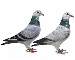 麒麟花鸽子一对